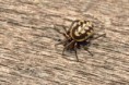 /album/theridiidae/steatoda-albomaculata-1-m-jpg/